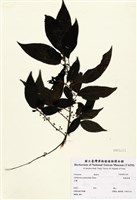 藏品(長梗紫麻)的圖片